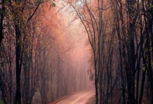 如何快速获取NBA即时比分？不同平台的实时数据有什么特点？